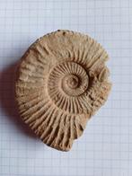 Lot d'ammonites - calamar fossile - 10€/pièce, Fossile, Enlèvement ou Envoi