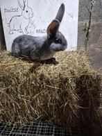 Duitsereus blauw otter moertje, Dieren en Toebehoren, Konijnen, Vrouwelijk, Groot, 0 tot 2 jaar