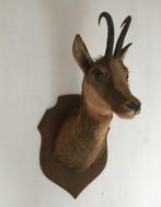 Berggeit, Alpine geit, Oostenrijkse Alpen taxidermie, Collections, Collections Animaux, Animal sauvage, Utilisé, Animal empaillé