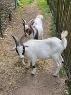 2 dwergeitjes te koop, Dieren en Toebehoren, Mannelijk, Geit, 0 tot 2 jaar