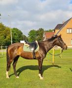 Lieve ruin te koop, B, Gechipt, Ruin, 11 jaar of ouder