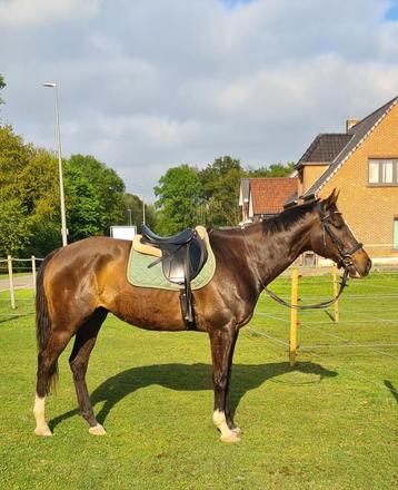 Lieve ruin te koop, B, 11 ans ou plus, Hongre, 165 à 170 cm