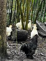 Witte zijdehoen hennen, Dieren en Toebehoren, Pluimvee