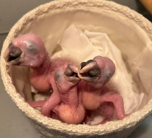 Baby ara's te reserveren , blauw gele 💙💛, Dieren en Toebehoren, Vogels | Parkieten en Papegaaien, Papegaai, Meerdere dieren