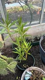 Oleander witte bloemen, Tuin en Terras, Planten | Tuinplanten, Ophalen