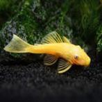 Ancistrus L144, Animaux & Accessoires, Poissons | Poissons d'aquarium, Poisson, Poisson d'eau douce