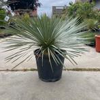 Yucca rostrata!, Ophalen