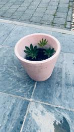 Zachtroze bloempot 22 x 20 diameter met lupine  plant, Ophalen