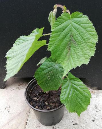 Echange ou vend charme de 20 cm beschikbaar voor biedingen
