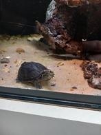 Muskus schildpad, Dieren en Toebehoren, Schildpad