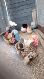 Serama gladveer broedeitjes, Poule ou poulet