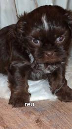 Shih tzu pups, Dieren en Toebehoren, Honden | Chihuahua's en Gezelschapshonden, België, Fokker | Hobbymatig, CDV (hondenziekte)