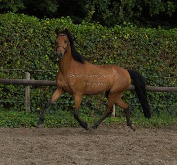 Welsh STER merrie 🌟 met veulen  beschikbaar voor biedingen
