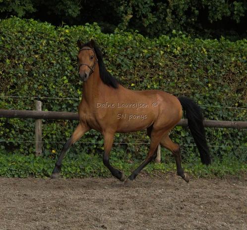 Welsh STER merrie 🌟 met veulen, Dieren en Toebehoren, Pony's, Merrie, Onbeleerd, C pony (1.27m tot 1.37m), 7 tot 10 jaar, Met stamboom