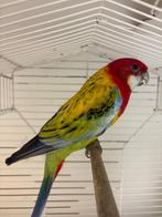 Rosella, Dieren en Toebehoren