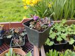 Viola labradorica (Maarts Viooltje), Tuin en Terras, Ophalen, Bodembedekkers, Volle zon, Vaste plant