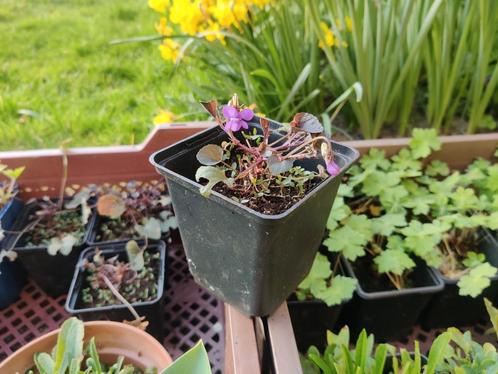 Viola labradorica (Maarts Viooltje), Tuin en Terras, Planten | Tuinplanten, Vaste plant, Bodembedekkers, Volle zon, Lente, Ophalen