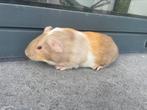 Jonge cavia, Cavia, Mannelijk, Juli, Tam