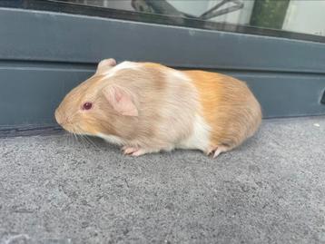 Jonge cavia, Mâle, Domestique, Cobaye, Juillet