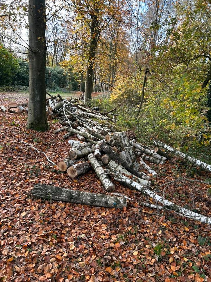 Groot lot brandhout berk te Vorselaar, Tuin en Terras, Brandhout, Stammen, Ophalen