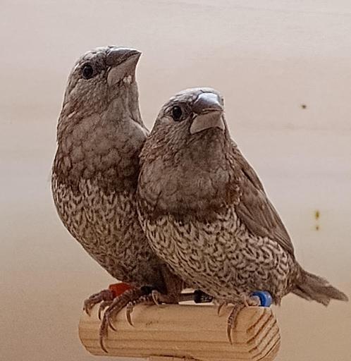 koppels japanse meeuwtjes grijs bruin gepareld, Dieren en Toebehoren, Vogels | Overige Vogels, Tropenvogel, Meerdere dieren, Tam