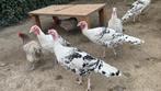 Kalkonen 8, Dieren en Toebehoren, Meerdere dieren, Kalkoen