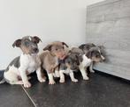 Jack russel reutjes te koop, CDV (hondenziekte), België, Particulier, Jack Russell Terriër