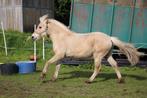 Fjord jaarling hengst, Recreatiepaard, Hengst, 0 tot 2 jaar, Gechipt