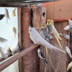 Mooie valkparkieten te koop, Dieren en Toebehoren, Vogels | Parkieten en Papegaaien, Meerdere dieren, Parkiet, Geringd