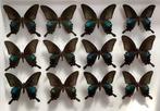 Papilio bianor vlinders, mannelijk, Laos, Ophalen of Verzenden