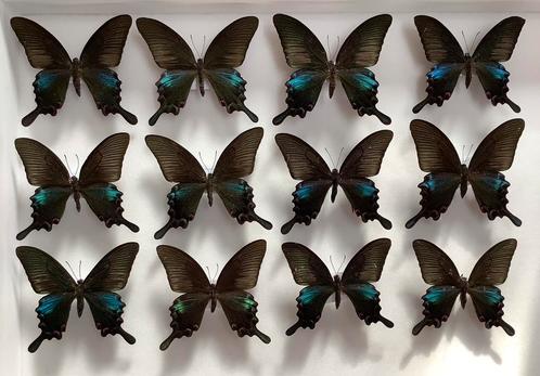 Papilio bianor vlinders, mannelijk, Laos, Collections, Collections Animaux, Enlèvement ou Envoi