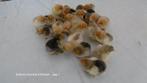Kuikentjes van brahma collumbia buf/zwart, Kip, Geslacht onbekend