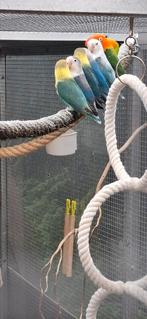 Fischeri agapornis, Dieren en Toebehoren