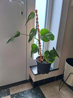 Monstera hoogte zie foto's, Ophalen