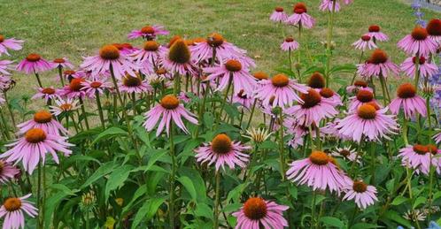 Echinacea purpurea, Tuin en Terras, Planten | Tuinplanten, Vaste plant, Ophalen