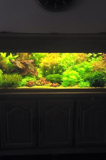Grote emmer vol aquariumplanten beschikbaar voor biedingen