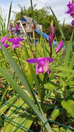 Des orchidées pour l'étang. Plantes de bassin., Jardin & Terrasse, Étangs, Enlèvement ou Envoi