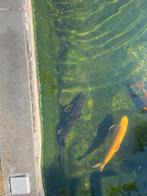 Koi + zilversteur, Dieren en Toebehoren, Vissen | Vijvervissen, Karper of Koi