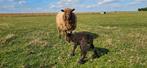 Ouessant Ram, Dieren en Toebehoren, Mannelijk, Schaap, 0 tot 2 jaar