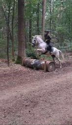 Allround D pony ruin 9 jaar, Gechipt, B, Ruin, 7 tot 10 jaar