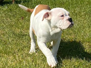 Bulldog teefje beschikbaar voor biedingen