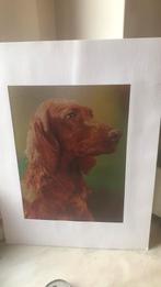 Ierse setter portret, Ophalen, Zo goed als nieuw