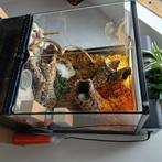 Terrarium 45x45x60, Ophalen, Gebruikt, Terrarium of Paludarium