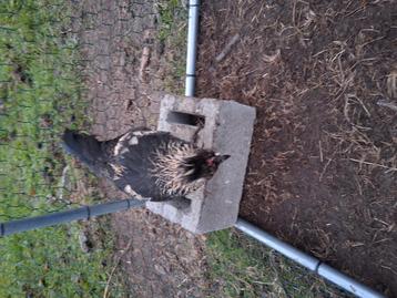 Halfwas kuiken beschikbaar voor biedingen