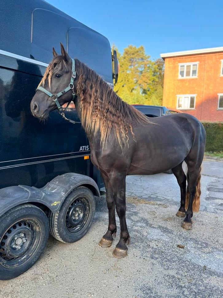 Etalon blacksilver pour saillie, Dieren en Toebehoren, Paarden en Pony's | Dekhengsten en Fokmerries