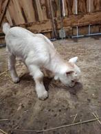 Dwerggeitje, Dieren en Toebehoren, Mannelijk, Geit, 0 tot 2 jaar