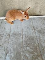 Konijnen te koop, Dieren en Toebehoren