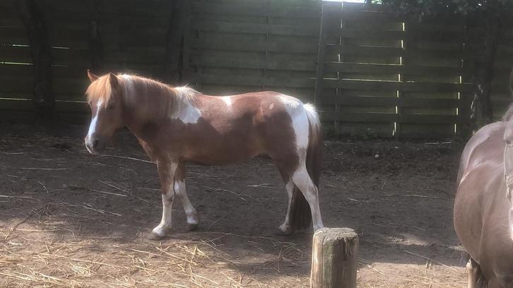 Tekoop A pony merrie, Dieren en Toebehoren, Pony's, Merrie
