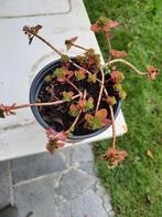 Vetplantje bodembedekker, Tuin en Terras, Planten | Tuinplanten, Ophalen of Verzenden, Vaste plant, Bodembedekkers, Halfschaduw