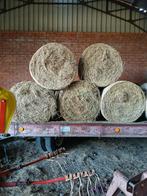 Hooi midi balen, Zakelijke goederen, Landbouw | Veevoer, Ophalen